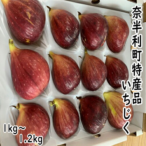 【ふるさと納税】【期間限定】いちじく　高知県産　無花果　桝井ドーフィン　完熟　朝採れ　青果　果物　フルーツ　懐かしの味　冷蔵