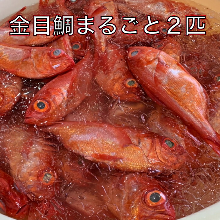 新品登場 〜四国一小さなまち〜 ≪土佐沖獲れ≫ 高級魚 金目鯛 まるごと２匹 冷蔵 ※下処理はしておりません※ 土佐沖 新鮮 魚 送料無料 高知県  田野町 fucoa.cl