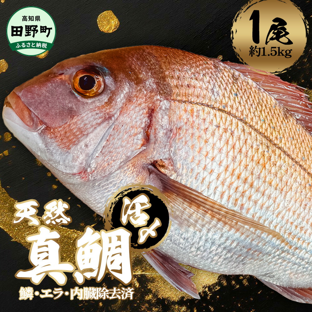 【ふるさと納税】～四国一小さなまち～ 活き〆天然真鯛 約1.5kg 1尾（鱗・エラ・内臓除去済）1.5キロ 真鯛 マダイ まだい 活き締め 刺身 さしみ お寿司 カルパッチョ 魚 海鮮 魚介 新鮮 国産 おかず 和食 冷蔵 配送 故郷納税 ふるさとのうぜい 高知県 高知 田野町 返礼品