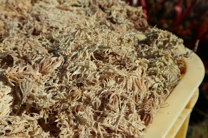 楽天市場 ペルー産 aaa級 5a 高級 水苔 150g 最上位グレード品 苔が長い ギャザリング用 花苗園芸店なごみ