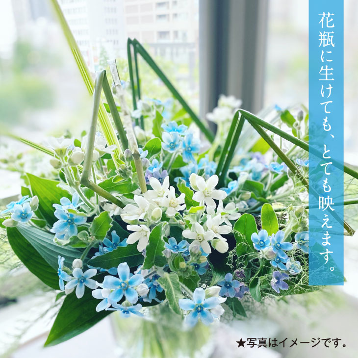 ふるさと納税 先だつ予ほとんど 芸西聚落特設定青味ウイザード花束 約15許次元の花束 高知県芸西村産で世界一にも輝いたブルースター ピュアブルー を組み立てる人格一層お届け 花言葉は 喜ばしいな愛しみ 信じ臨む心奥 肝腎な道順への引出で物としても 10月色中旬より