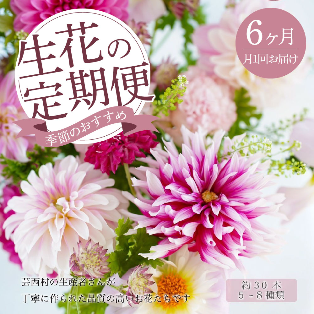 レビュー高評価のおせち贈り物 故郷納税 6ヵ月定期便 芸西村産季節の花束 フラワーアレンジメント ブルースター トルコキキョウ ダリヤ Fucoa Cl