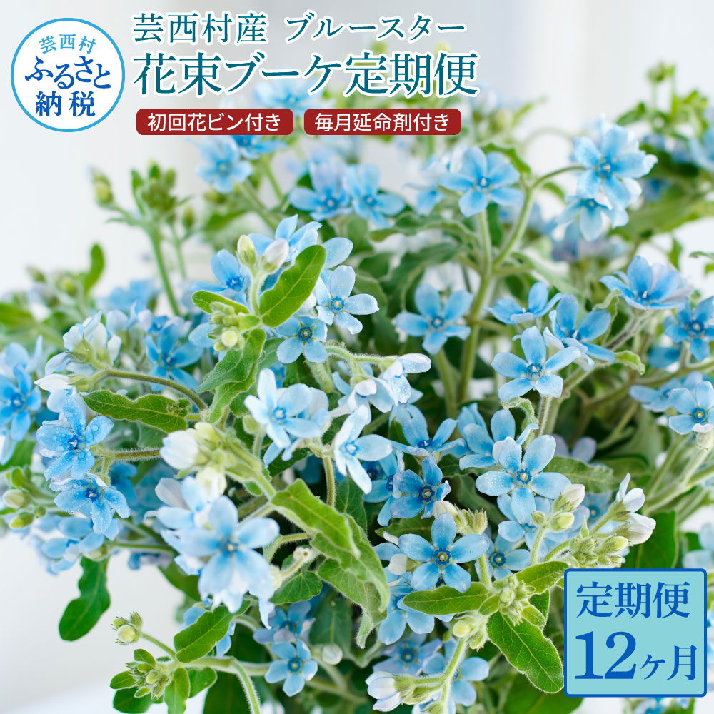 【ふるさと納税】 《12ヵ月定期便》 ブルースター 花束 初回花瓶付 定期便 定期コース 全12回 延命剤付き ラッピング 花びん 生花 花束 ブーケ 花 お花 可愛い キレイ おしゃれ 供花 お供え 自宅 職場 プレゼント ふるさとのうぜい 故郷納税 300000円 高知県 高知 返礼品｜高知県芸西村 150,000円