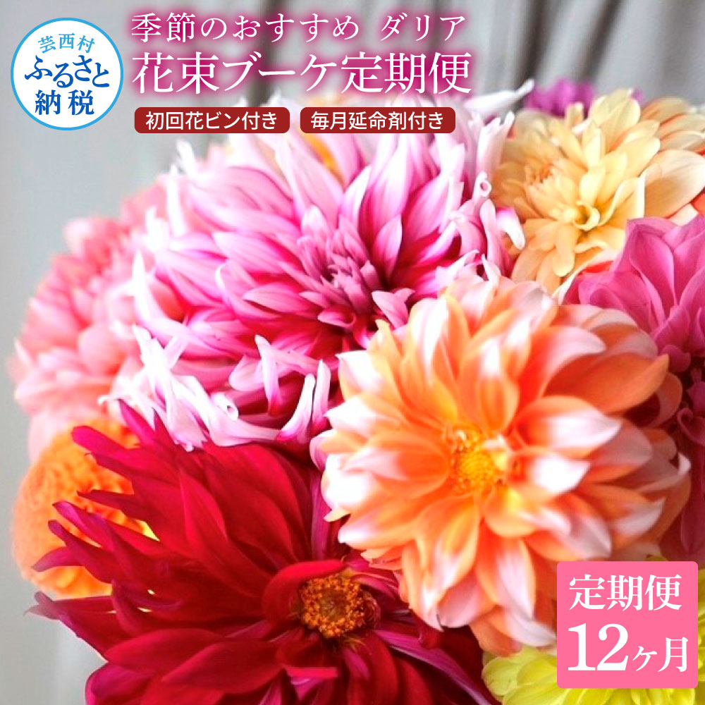 【ふるさと納税】《12ヵ月定期便》ダリア 花束 初回花瓶付 定期便 定期コース 全12回 延命剤付き ラッピング 花びん 生花 花束 ブーケ 花 お花 おすすめ 可愛い キレイ おしゃれ 自宅 職場 供花 お供え ギフト プレゼント ふるさとのうぜい 故郷納税 300000円 高知県 返礼品｜高知県芸西村