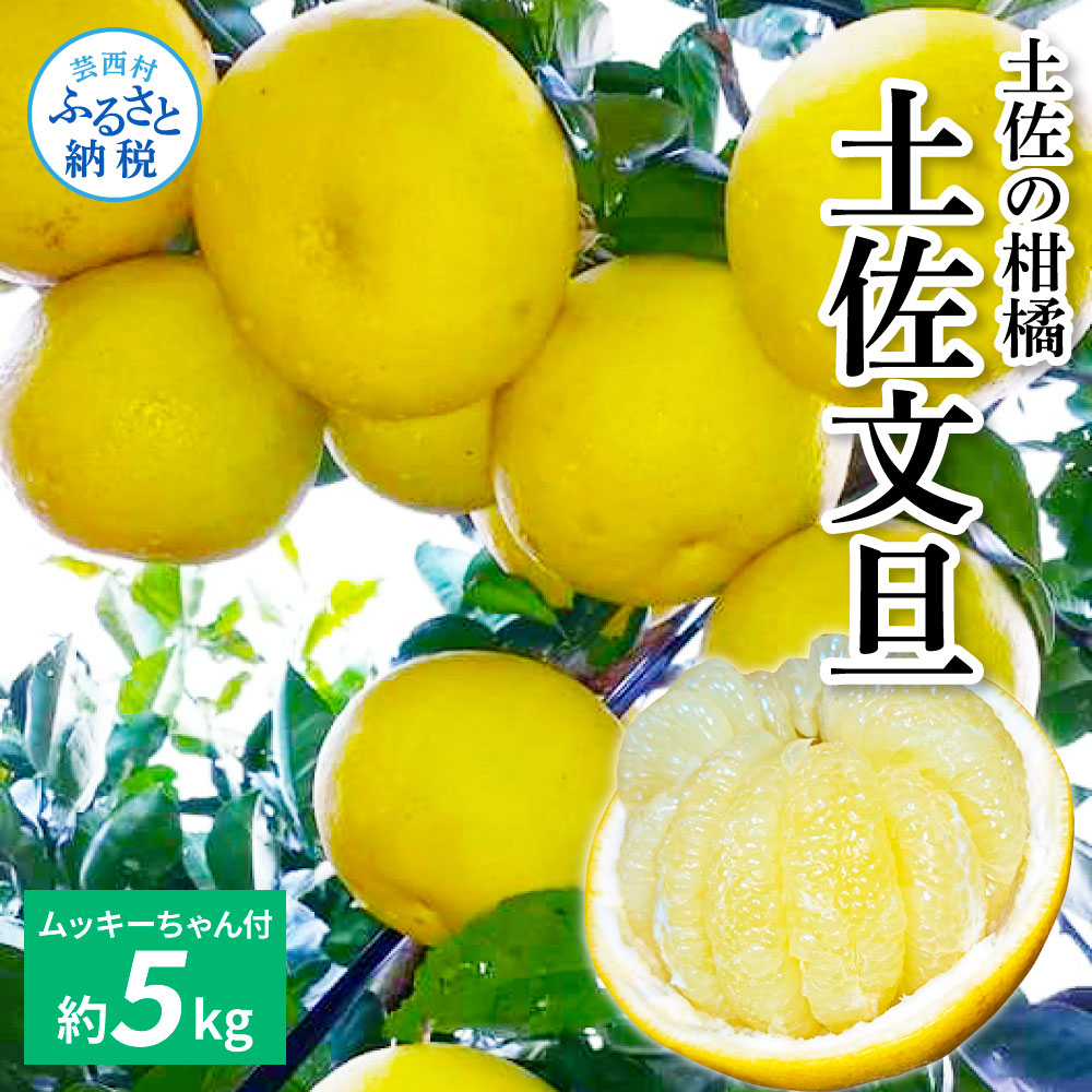 大人気　訳あり文旦　20kg 柑橘　85 オレンジ園 / 土佐文旦 訳あり品 20kg