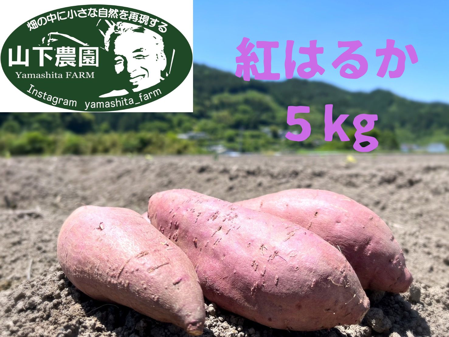 【ふるさと納税】自然のままに。山下農園の超自然農法で育ったさつまいも（紅はるか）5kg　サツマイモ さつまいも 焼き芋 紅はるか 無農薬 国産 甘い 高知県