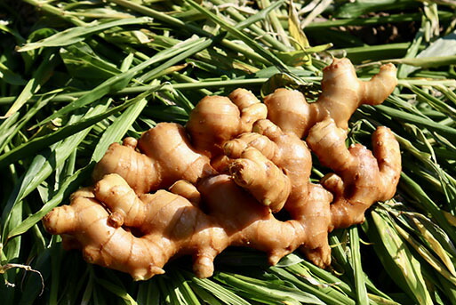 【ふるさと納税】刈谷農園の生姜【約１kg】ginger ジンジャー 香り 農業 健康 産地直送 送料無料