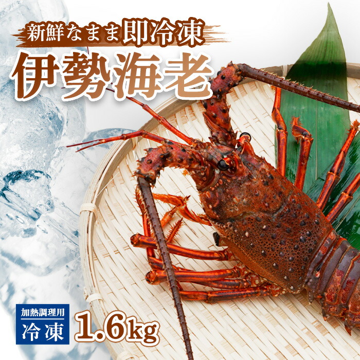 【ふるさと納税】 伊勢海老 冷凍 約 1.6kg 加熱調理用 イセエビ エビ えび 家庭用 訳あり 味噌汁｜高知県中土佐町 29,250円
