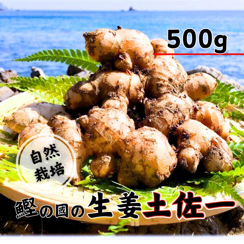 【ふるさと納税】 生姜 ( 土佐一 ) 500ｇ 自然栽培 農薬 化学肥料不使用 高知県 鰹乃國