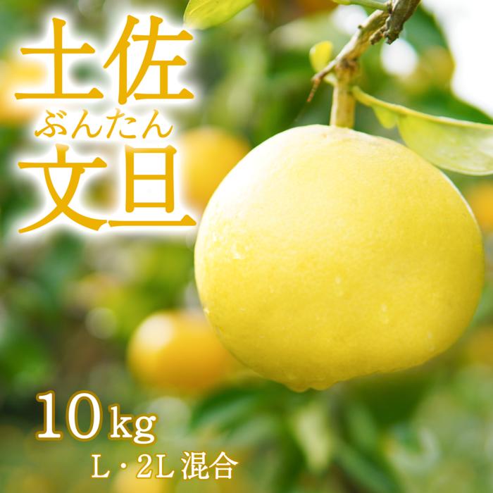 【ふるさと納税】 〈先行予約受付中〉 文旦 家庭用 10kg L・2L 混合 ブンタン ぶんたん 高知 土佐 果物 甘い 柑橘 みかん フルーツ
