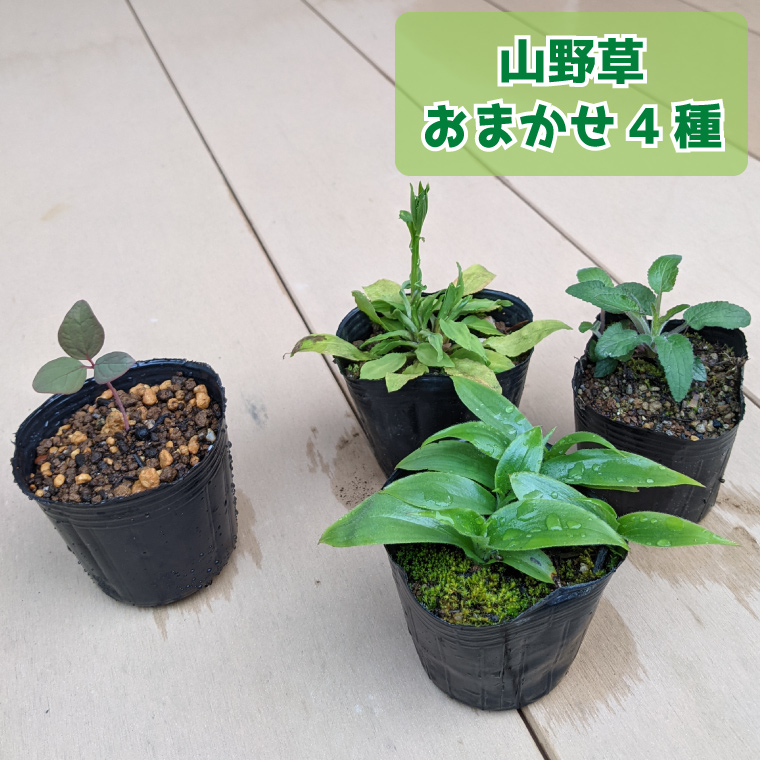 楽天市場】【ふるさと納税】＜【お任せ3種】 種から育てた ミニ