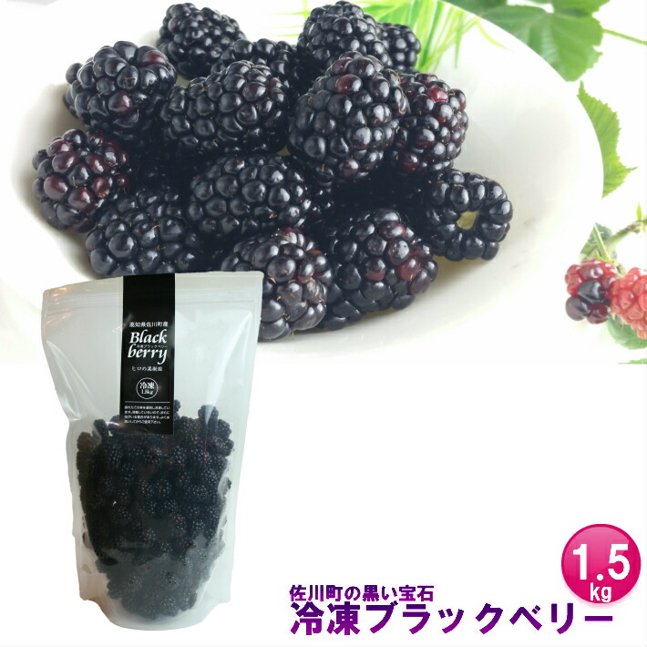 【ふるさと納税】＜冷凍ブラックベリー1.5kg＞ 高知県 佐川町 ヒロの果樹園【冷凍】冷凍フルーツ　フローズン　秀品　《2025年7月頃よりお申込み順に発送》