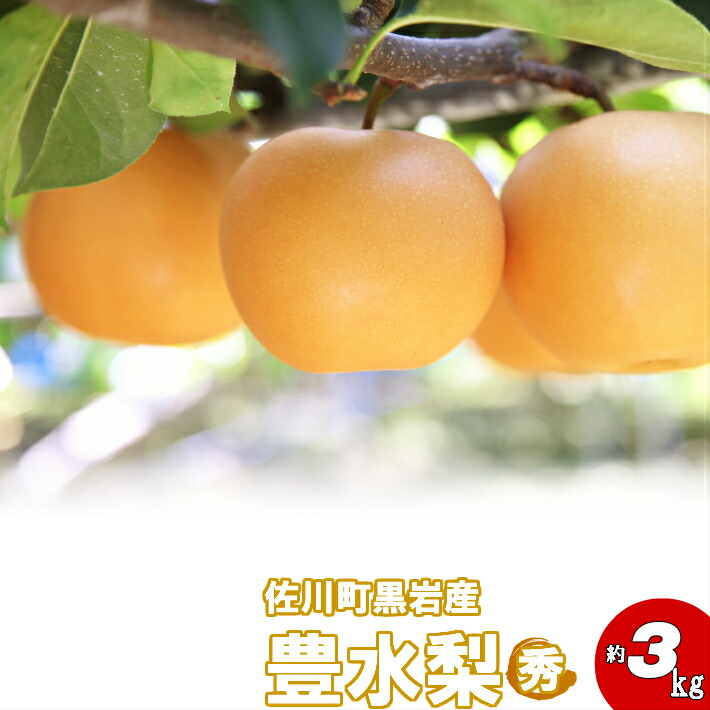 【ふるさと納税】＜2025年9月上旬頃より発送予定＞＜豊水梨（約３ｋｇ）期間限定＞高知県 佐川町 黒岩 常温 4-7玉
