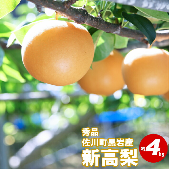 【ふるさと納税】＜2025年10月中旬～下旬頃発送予定＞　新高梨 和梨（4～6玉）【期間限定】黒岩 佐川町 高知県 常温なし ナシ 朝ドラらんまんモデル 牧野富太郎のふるさと 佐川から直送
