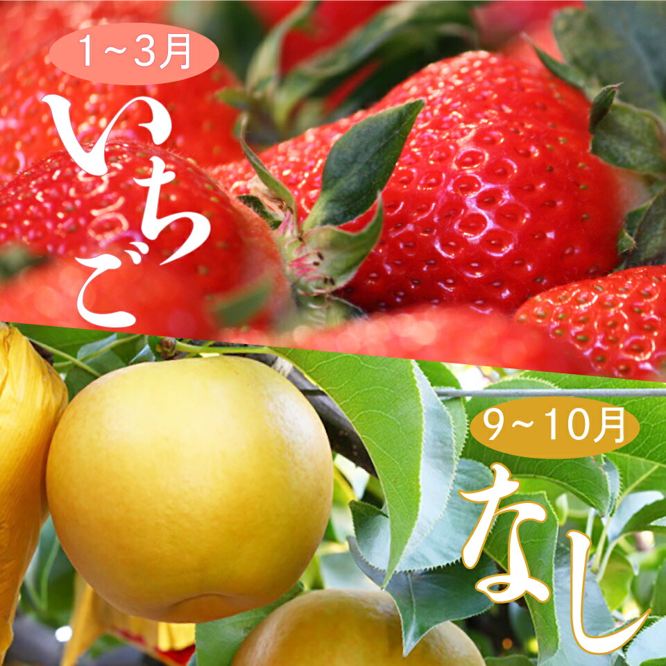 【ふるさと納税】＜フルーツ 定期便（全２回）＞ いちご 梨 fruit 苺 おすすめ フレッシュ 旬 果物 くだもの 高知県 佐川町産【常温】【冷蔵】