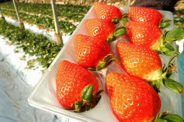 大特価 ゆめのか 285g 4パック 合計1 140g いちご 苺 果物 フルーツ 果実 贈答用 ギフト 旬 イチゴ ストロベリー 先行予約受付中 令和5年 23年 1月中旬 3月下旬頃発送高知県 佐川町 Ja Fucoa Cl