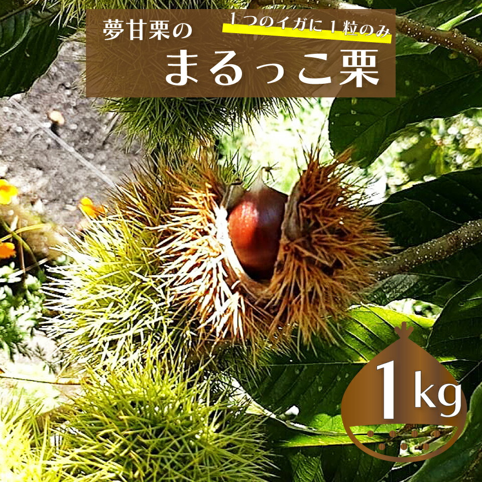 【ふるさと納税】　事前予約受付中　＜まるっこ栗 秀品 夢甘栗 （約1kg）＞　生栗 くり 和栗 国産 クリ【冷蔵】先行受付 おすすめ 旬  高知県 佐川町 仁淀川流域夢甘栗生産者組合 くり蔵 1つのイガに1粒のみ 希少　＜2025年10月中旬以降（予定）発送＞