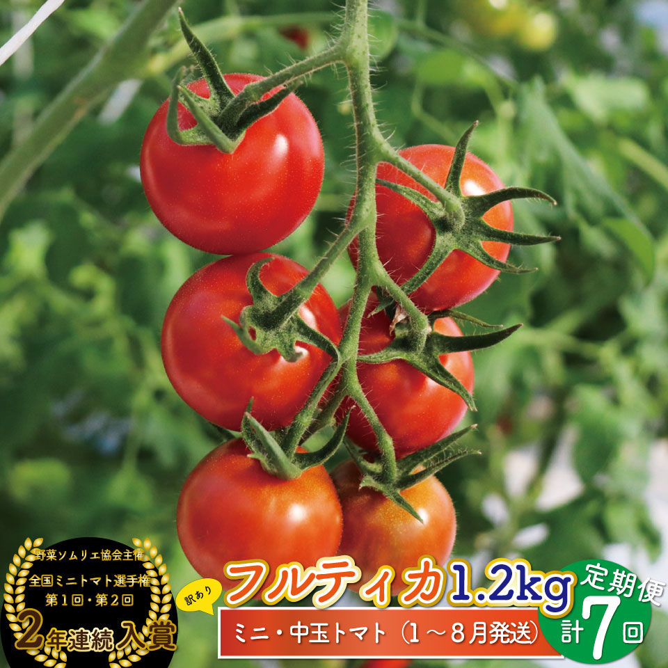【ふるさと納税】フルティカ トマト ミニトマト ＜約1.2kg&times;7回 定期便 ＞訳あり 規格外 第1回 第2回連続 全国ミニトマト選手権 入賞 銅賞 高知県 ましまファーム フルーツトマト 【常温】送料無料 アイメック ＊予約受付中＊【1月～8月頃発送】 ＜2027年1月から順次発送＞｜高知県佐川町