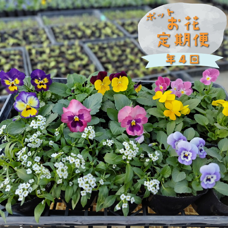 【ふるさと納税】＜年4回 時期の お任せ 鉢花（ポット植え）定期便 ガーデニング 園芸 お任せ 旬のお花 ＞ 佐川町【常温】村田園芸 花やしき 3～4変種 15本度合い