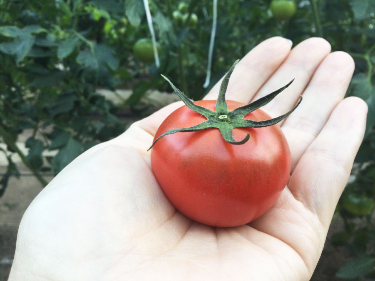 91 Off フルーツトマト 定期便 織田トマト 約800g 3回 計2 4kg 真っ赤なフルーツ太陽 高知県 佐川町 細胞が喜び命が輝く大空と大地の愛を繋ぐ 毎年3月上旬頃まで申込受付 1月頃から発送開始 サイズ混合 連続3ヶ月お届け予定 Fucoa Cl