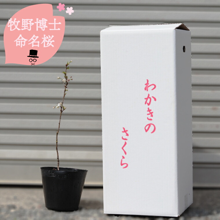 【ふるさと納税】＜稚木の桜 ワカキノサクラ ミニ桜 苗木 牧野博士命名種 1鉢＞高知県 佐川町 らんまん 希少 盆栽　＜2027年3～4月ごろ発送分予約受付中＞