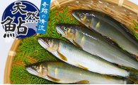 【ふるさと納税】（2025年先行受付）高知県仁淀川の天然鮎　約500g　天然　友釣り　高知県　越知町　仁淀川　清流　新鮮　産直　生鮎　活き締め