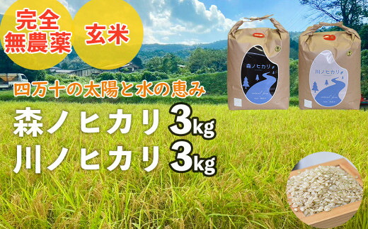 【ふるさと納税】【2025年産米】完全無農薬の玄米『森ノヒカリ(3kg)』『川ノヒカリ(3kg)』セット Bnm-A21 ／お米 朝日 米 数量限定 四万十 高知 チェーン除草 贈り物 ギフト プレゼント お取り寄せ お歳暮 お中元 御年賀｜高知県四万十町
