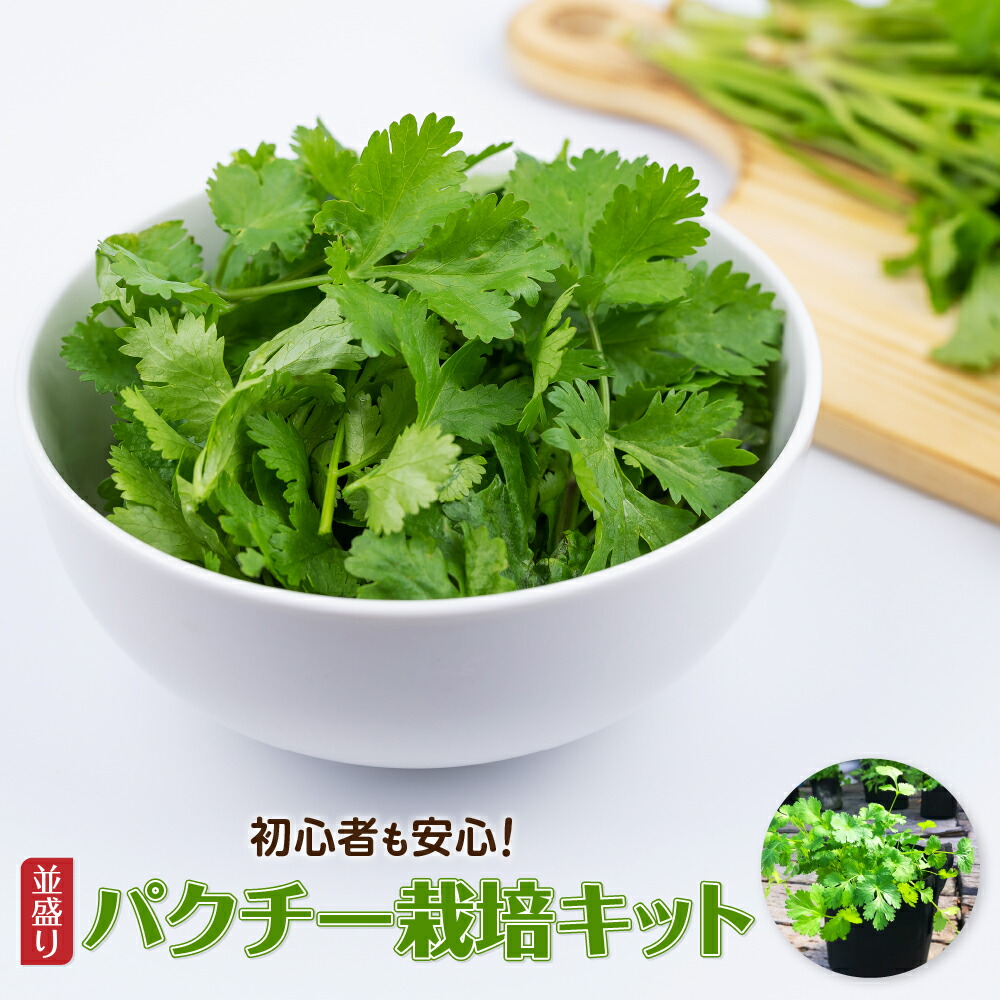 パクチーページ STAFF STYLING｜THE SHOP YOHJI YAMAMOTO