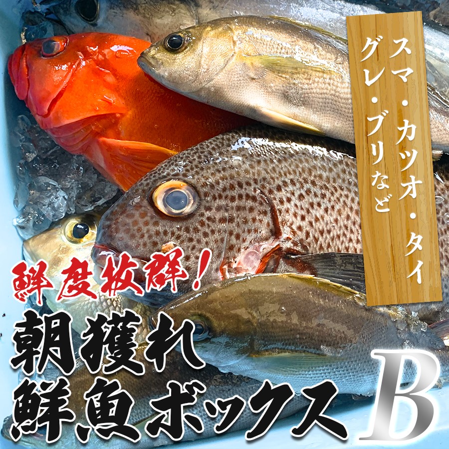 【ふるさと納税】鮮度抜群 朝獲れ鮮魚ボックスB 3kg以上｜朝どれ 朝獲れ 冷蔵 当日仕入れ 当日発送 大容量 旬の魚 人気 刺身 丼 手巻き寿司 カルパッチョ 焼き魚 蒸し料理 煮魚 3kg たっぷり おまかせ 地魚 珍魚 丸魚 捌ける方向け 高知県 大月町