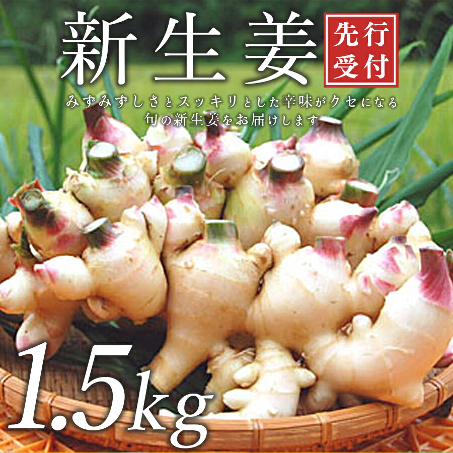 【ふるさと納税】【高知県 大月町産】田村農園の新生姜　1.5kg