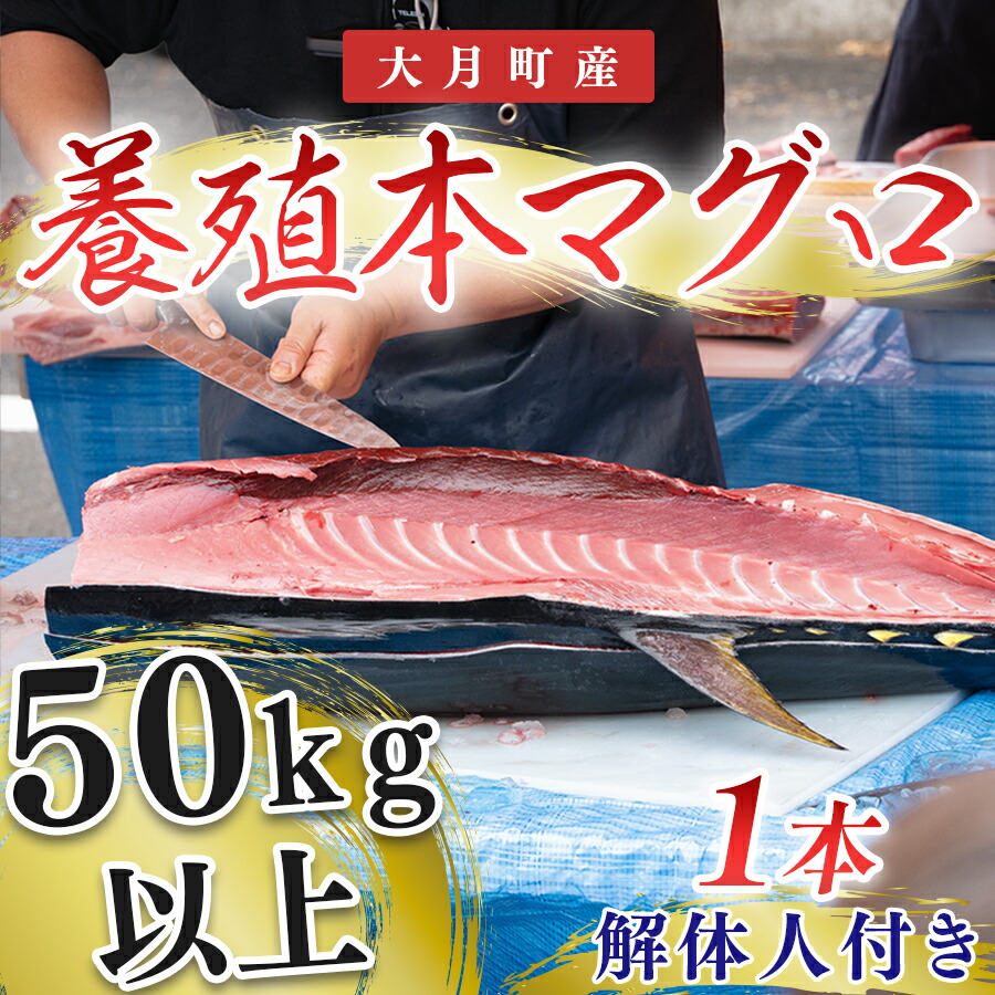 【ふるさと納税】本マグロ(50kg以上)1本 （解体人付き）