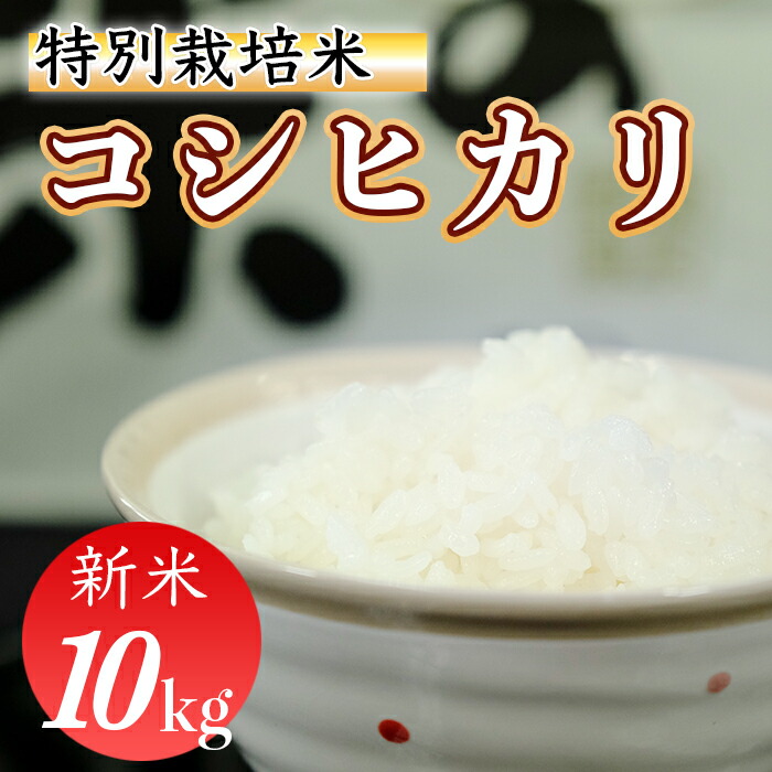 令和４年産 新米 精白米 特別栽培米 こしひかり10kg バーゲンで