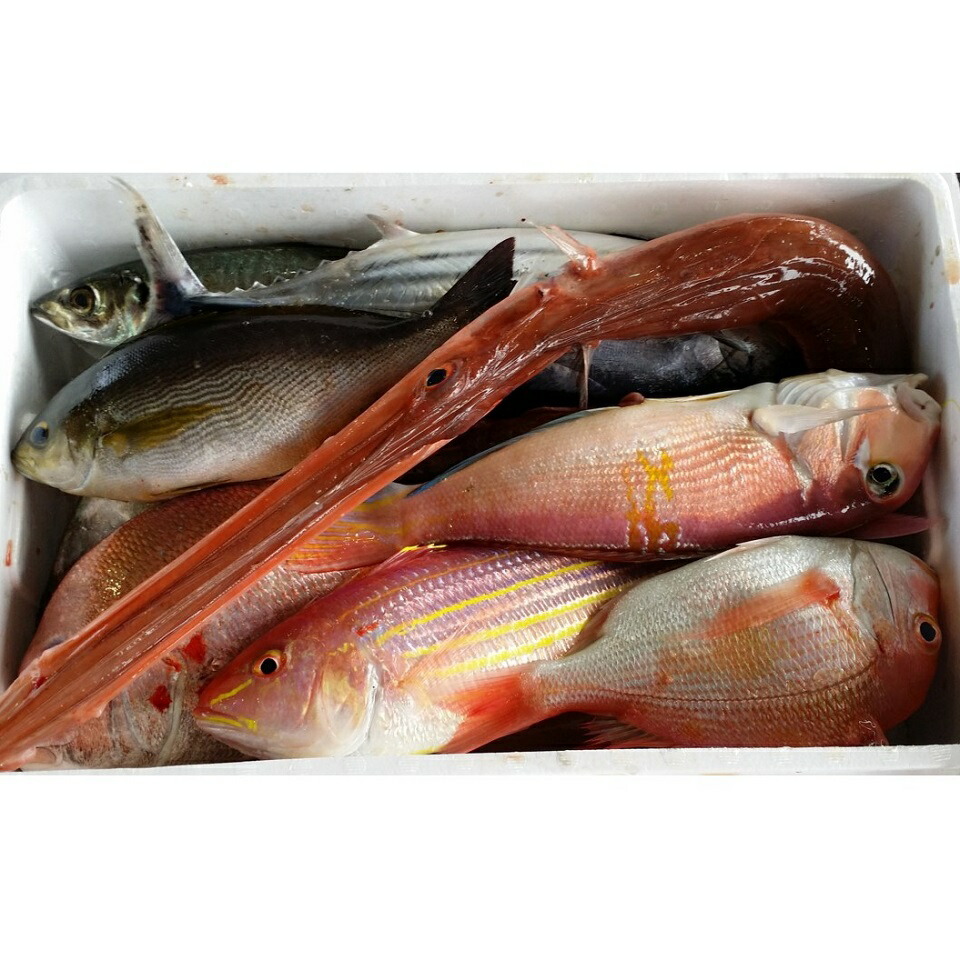 【ふるさと納税】 鮮魚 お造り セット B 刺し身 刺身 お刺身 さしみ 海鮮 新鮮 魚介類 魚貝 おつくり 魚 お魚 詰め合わせ 冷蔵 土佐湾 高知 高知県 黒潮町｜高知県黒潮町