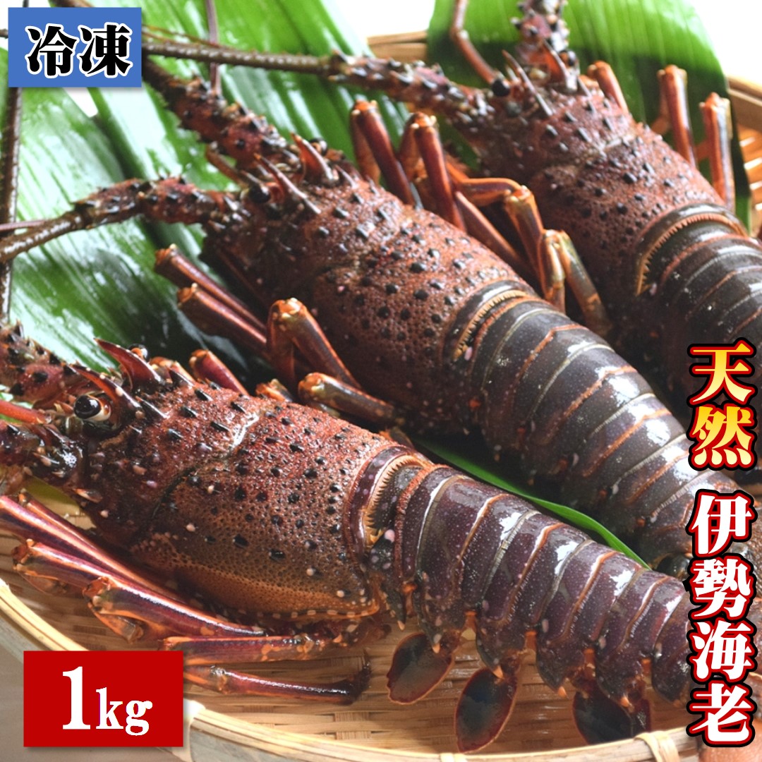 【ふるさと納税】【冷凍】天然 伊勢海老 1.0kg（2～4尾） 黒潮町 ［1083］