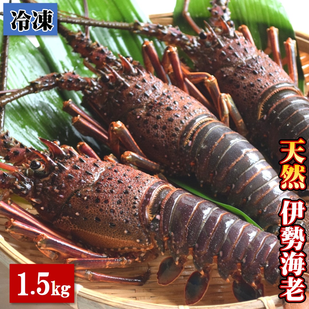 冷凍伊勢海老1㌔6700円❗️解凍後生食可‼️数量限定送料込‼️父の日に❤︎ 活〆伊勢海老（冷凍加熱用）特大サイズ 1尾 800g～1kg 送料無料