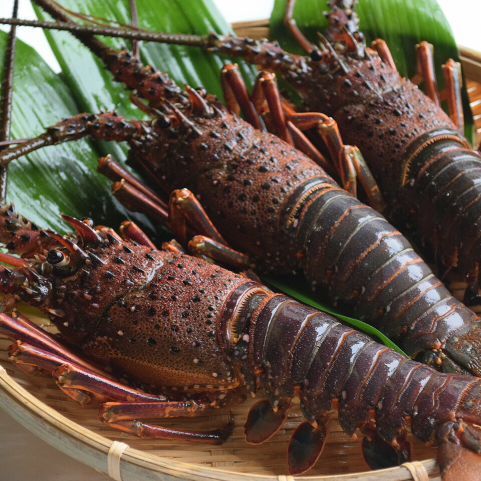 ふるさと納税 1084 冷凍魚介類 水産加工品 黒潮町天然伊勢海老エビ2 5kg 3 10尾 高知県黒潮町