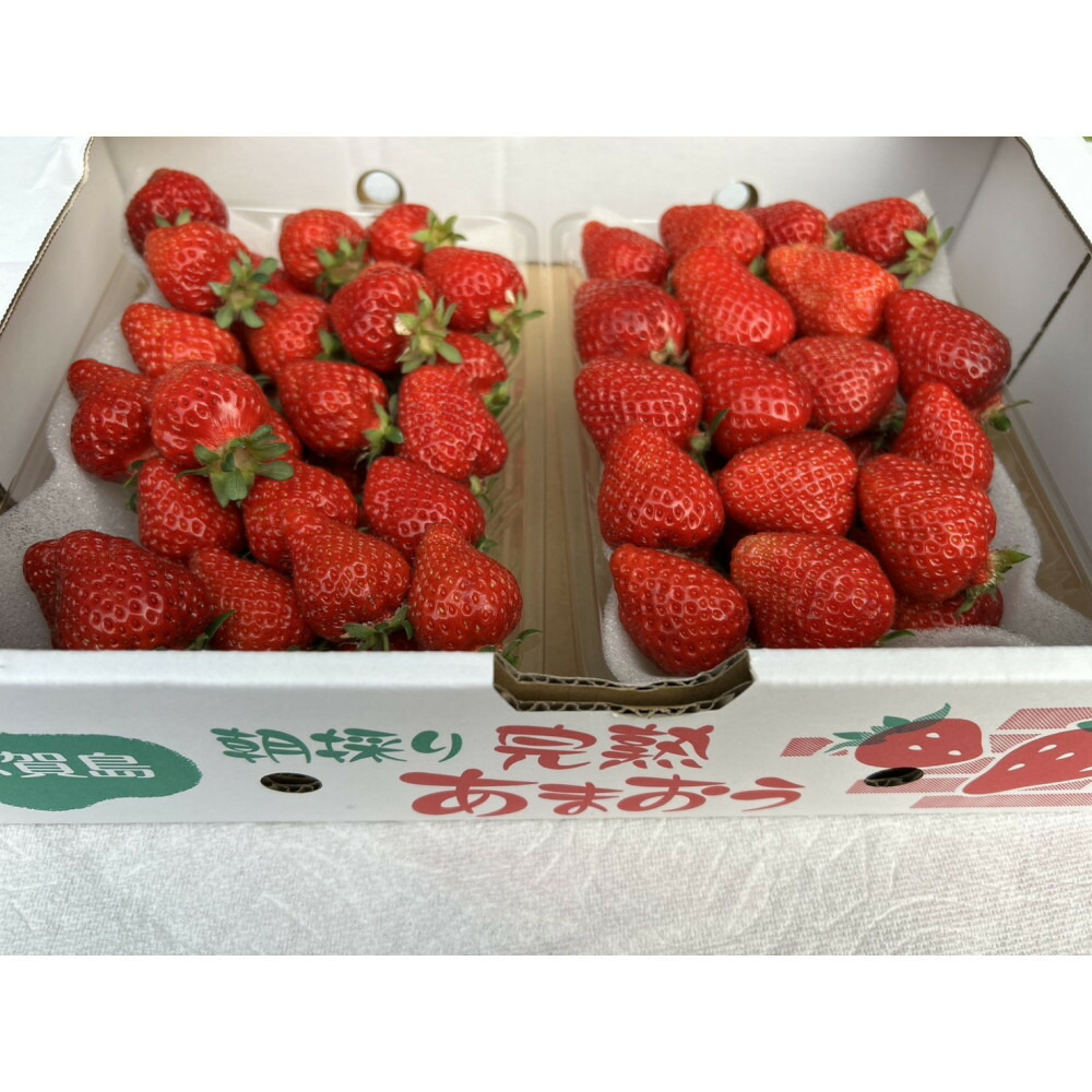 【ふるさと納税】朝どり完熟あまおう盛り合わせ1000ｇ　福岡市志賀島産　お届け：2026年12月中旬～2027年3月末 10,780円