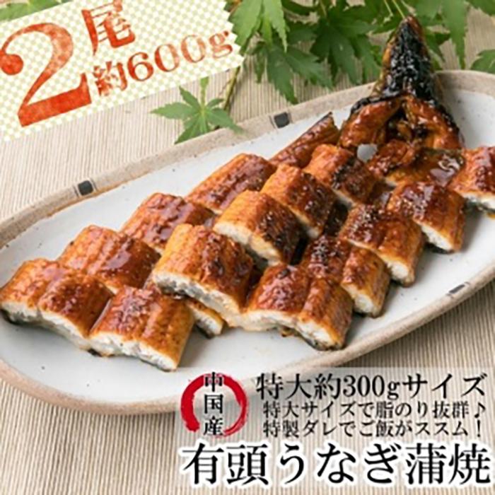 最大61%OFFクーポン うなぎ蒲焼 約600g 約300g×2尾 fucoa.cl