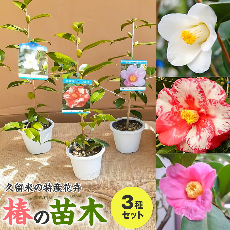 【ふるさと納税】【2026年11月以降お届け】苗木 椿 3種 セット 久留米の特産花卉 最小白花 正義 太郎冠者 産地直送 秋～春 開花 一重咲 八重咲 鑑賞 育て方 説明書付き 鉢植え 植え付け 花 庭 園芸 ガーデニング 久留米つばき研究会 福岡県 久留米市 お取り寄せ 送料無料｜福岡県久留米市