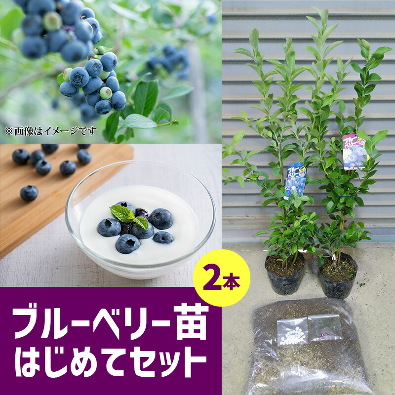 楽天市場】【ふるさと納税】ブルーベリー 苗 2年生 4本 ぜいたく食べ