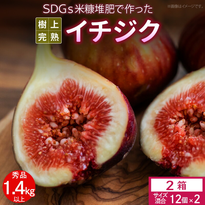 【ふるさと納税】 先行予約 イチジク 秀品 700g 以上 サイズ混合 12個 × 2箱 SDGs 米糠堆肥 樹上完熟 桝井ドーフィン イチジクケーキ ジャム ジェラート フルーツ 果物 潰れにくい 専用容器 ギフト 酒見農産 福岡 久留米 送料無料 産地直送 【2025年8月より順次出荷】