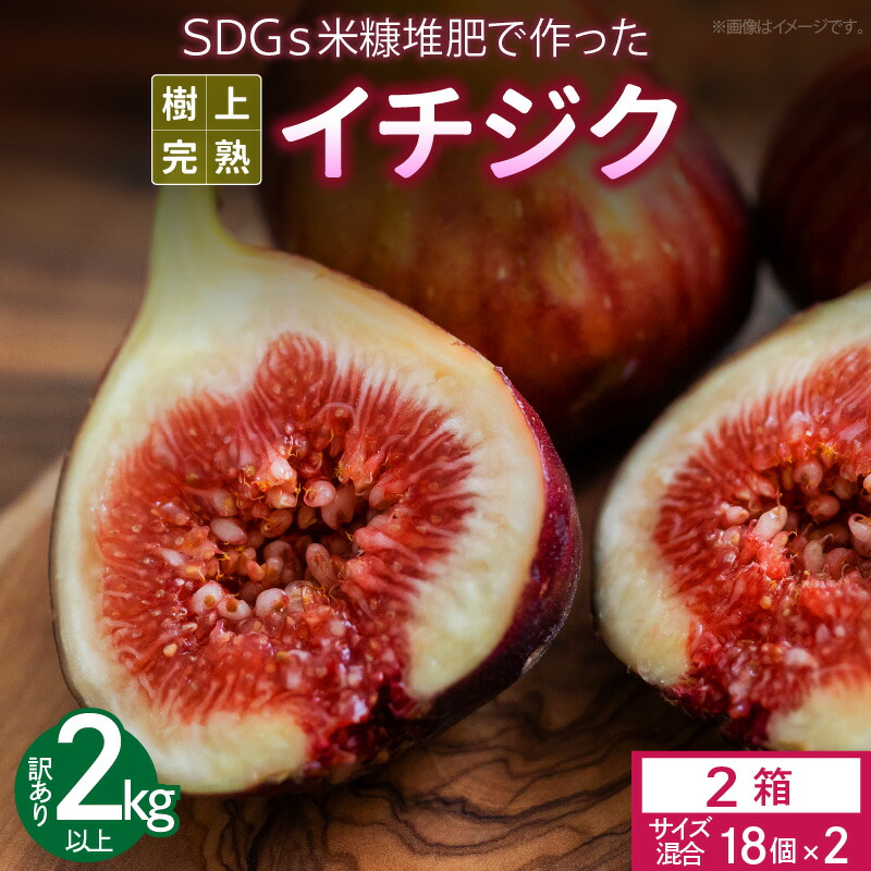 【ふるさと納税】 先行予約 イチジク 訳あり品 1キロ 以上 サイズ 混合 18個 × 2箱 SDGs 米糠堆肥 樹上完熟 露地栽培 桝井ドーフィン ドライフルーツ ジャム スムージー 福岡県 久留米市 酒見農産 お取り寄せグルメ お取り寄せ 送料無料 産地直送 【2025年8月より順次出荷】