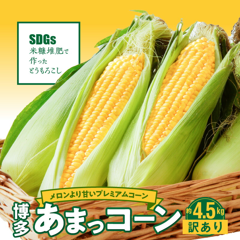 【ふるさと納税】【2025年6月より順次出荷】 産地直送 とうもろこし 訳あり 4.5kg 約 12本 ～ 20本 メロンより甘い 博多あまっコーン 久留米産 ご家庭用 プレミアムコーン 甘い 平均糖度 20度 冷蔵配送 旬の味 野菜 酒見農産 お取り寄せ 久留米市 送料無料