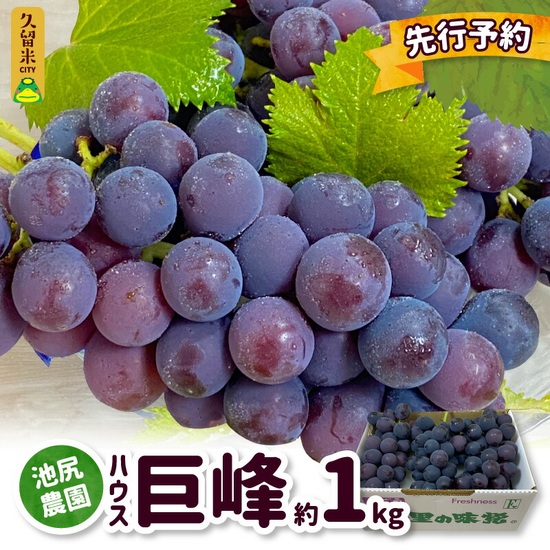 【ふるさと納税】【先行予約】 2025年7月下旬発送予定 巨峰 約 1kg ぶどう 3房 久留米市産 渋み エグミ 無い フルーツ 果物 期間限定 池尻農園 ハウス巨峰 福岡県 久留米市 お取り寄せ お取り寄せフルーツ デザート 送料無料