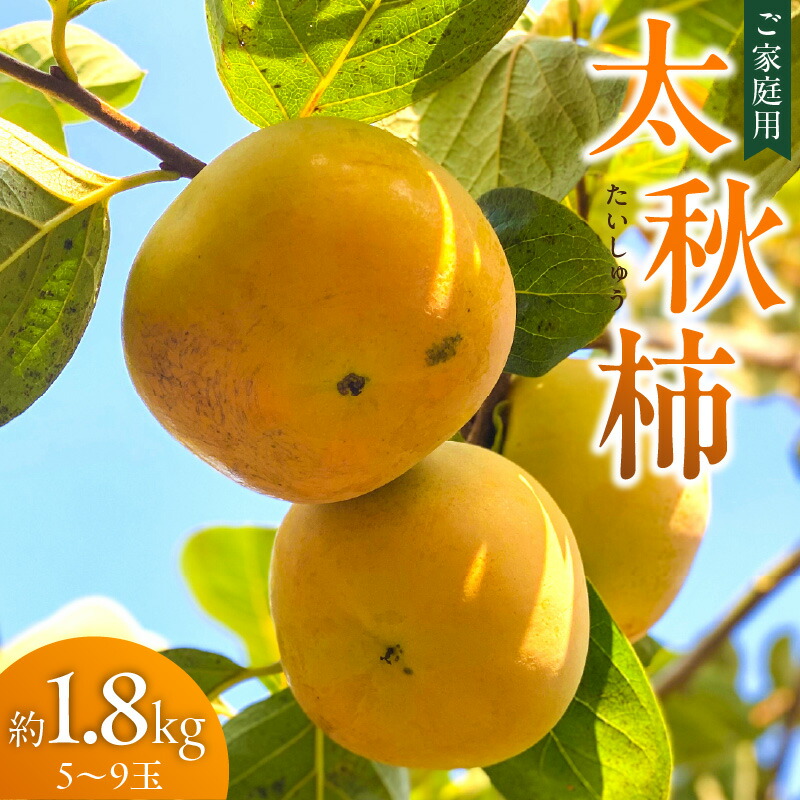 【ふるさと納税】【10月発送】訳あり品 池尻農園 太秋柿 5 ～ 9玉 約 1.8kg ご家庭用 柿 10月 最盛期 完全甘柿 早生品種 大玉 甘み 強い シャキシャキ 食感 条紋 美味しさ 際立つ 種 少ない 食べやすい 人気 国産 九州産 フルーツ 果物 お取り寄せ 福岡県 久留米市｜福岡県久留米市