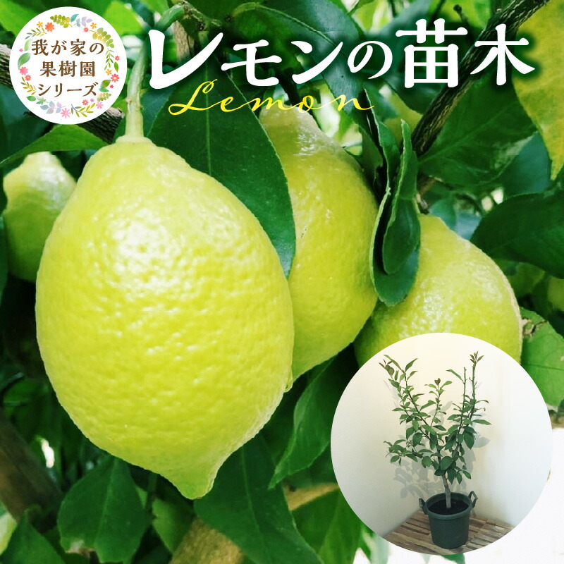 【ふるさと納税】チーム田主丸 我が家の果樹園 シリーズ レモン 苗木 フルーツ 高さ 70cm くらい 鉢径 7号 結実年数 2年目安 料理 お酒 ご家庭に一本 重宝 ふるさと管理綜合株式会社 お取り寄せ 福岡県 久留米市 送料無料｜福岡県久留米市