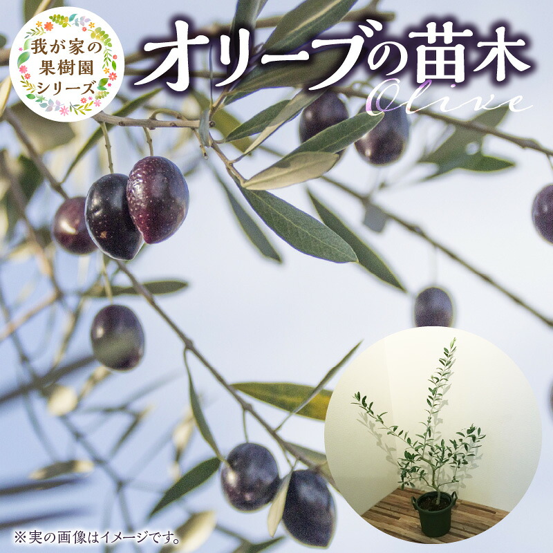 【ふるさと納税】オリーブ 苗木 高さ 約 50cm 鉢径 6号 チーム田主丸 我が家の果樹園 シリーズ 果樹園 初心者 育てやすい おしゃれ 人気 常緑樹 庭木 果樹 植樹 鉢植え 庭植え ガーデニング 国産 お取り寄せ 福岡県 久留米市 送料無料｜福岡県久留米市 26,000円