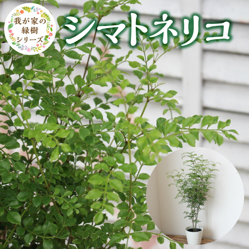 楽天市場】【ふるさと納税】シマトネリコ 苗木 3本 セット