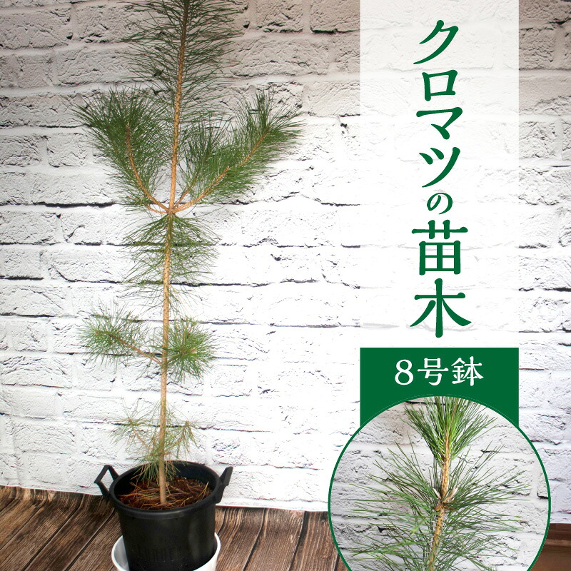 画像で飾り気のない処方せん明らかにする！木の実大公がおススメするミックスナッツの飾り気のない取り合わせる処方せん