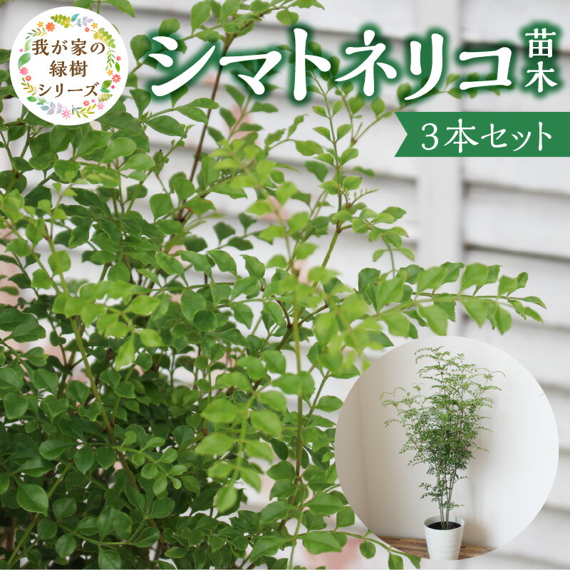 【ふるさと納税】シマトネリコ 苗木 3本 セット チーム田主丸 風水 インテリア 観葉植物 植物 常緑樹 シンボルツリー 小葉 丈夫 育てやすい 日光 樹木 ガーデニング 鉢植え 植木鉢 グリーンアイテム 家庭栽培 福岡県 久留米市 お取り寄せ 送料無料
